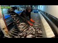 Amazing commercial fishing by trawl - Net Fishing Hundreds of tons of fish are caught on the boat