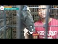 REVIEW HARGA TERKINI ANEKA JENIS BURUNG UNIK ANTIK LANGKA DI PASAR BURUNG PRAMUKA