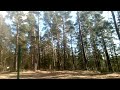 Траурница (Nymphalis antiopa) на лесной полянке. 🦋