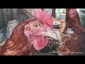 Chicken Behavior: What to Expect 🐓