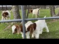 Goats are playing with their babies and enjoying the pretty weather.
