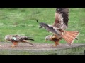 Galloway Red Kite Trail in Scotland