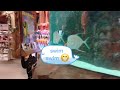 rainforest Cafe 🌈🌩🐘🦋🦧 ( part 1 )