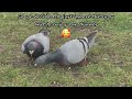 Sophie The Pigeon Goes Bird Feeding