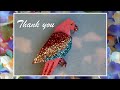 Origami Parrot- How to decorate it with loose glitter