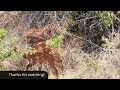 Cape bushbuck, Akagera National Park, Rwanda