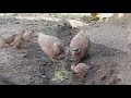 Beautiful partridge bird and beautiful chicks drinking water, manganese mine 2024،،،، ☘️☘️☘️Iran 🌹♥♥