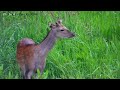 Beautiful Young Sika Deer Stag