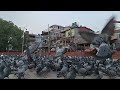 🐦🕊️ परेवाहरू slow motion मा यस्ता देखिँदा रहेछन्