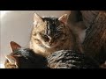 Котейки в Закатове стойко справляются с озверевшей зимой)🐱😼🐈