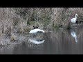 ダイサギと仲がいいヘラサギ (4K) / Eurasian Spoonbill, which is close to Great Egret