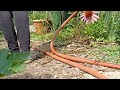 Working in the backyard with bird friends. Cleaning/Planting Coneflowers