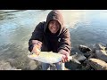 Catching Fat Female Shad on the Columbia River Bonneville Dam *FULL OF ROE*
