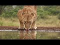 African Animals 4K: Journey Through the Wild - Discover the Heart of Nature