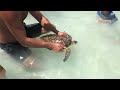 My brother visiting The Cook Islands ( Sea Turtle)