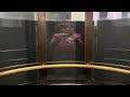 Better Video: Beautiful Otis Elevonic 401 Glass Traction Elevators @The JW Marriott San Fransisco CA