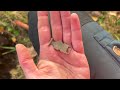 Bunch of Old Coins from my Favourite Field! - metal detecting Finland