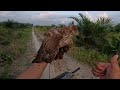 FULL MOVIE, HUNTING TERAKHIR BERSAMA QIARA | Brown Goshawk | Accipiter fasciatus, Lombok, Indonesian