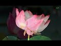 Don't Think Too Much - Great relaxing music to reduce stress, escape mindfulness...