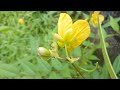 Senna occidentalis, coffee senna, styptic weed, septicweed,ハブソウ, #gardening