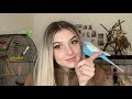 How To Get Your Bird Outside Their Cage | Budgie Tips & Tricks