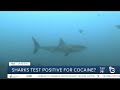 Fact or Fiction: Sharks test positive for cocaine?