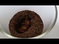 The Process Of Making Friends With a Wasp (Asian hornet pet)