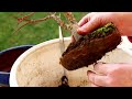 Develop great nebari  |  Bonsai repotting  |  Japanese Maple deshojo