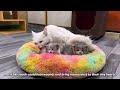 Crying mother cat trying hard to stop a man to not leave her kittens alone, but he just laughed.