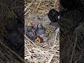 Sooty chat trying birds bring baby food in the rain #bird #baby #birds