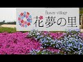 花のまち・世羅 (4K) /  Flowers of Sera Town
