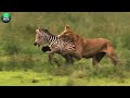 30 Terrifying Moments When Predators Messed With The Wrong Opponent | Animal World