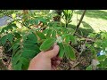 Growing a Jamaica Cherry / Strawberry Tree