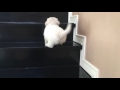 My cute maltese puppy learning to climb the stairs #Maltese #MaltesePuppy #CutePuppy #Dogs #Puppies