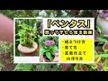 Let's enjoy gardening! Introducing the beautiful flowers of Japan.