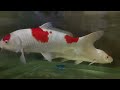 SA'DAN SEE KOI FISH - BIG FISH - DECORATIVE FISH - Kids love colorful fish & water animals