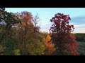 Mindfulness Video in Spanish, Autumn Trees