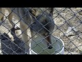 Wolves howling at the Wolf Sanctuary of Pennsylvania