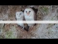 From Nest Search to Eggs: Barn Owls Gylfie & Finn's Love Story | Gylfie & Finn | Robert E Fuller