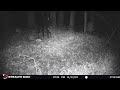 STC 0006  Strange howls in background bigfoot? audio trail cam