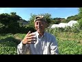 【自然農】8月に播く種を紹介します！2024年8月2 日【natural farming】