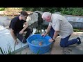 Mega Koi: The Biggest Koi Fish on Earth 🌍