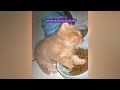 Funniest Cats 🙀🤣 Funny Cats Moments 2024 🤣🤣
