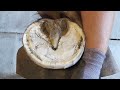 These Hooves Are Huge!!! One of My Favorite Horses - Massive Hoof Restoration -  Part 1 Front Hooves