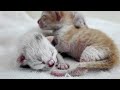 Mom cat carries a newborn kitten to the bed because she does not like the couch.