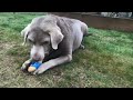 INSANELY ADORABLE Dog & Her Favorite Things