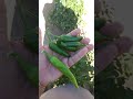 Green chillies #farming