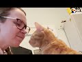 Rescued Blind Kittens Have The Cutest Way Of Locating Each Other | The Dodo