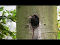 Birds of the Belgian Countryside: 100 species. Episode 3: Summer.