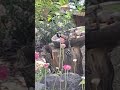 baby birds and busy parents